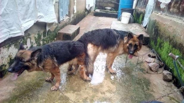 Male German Shepherd Available for Crossing · Photo 1