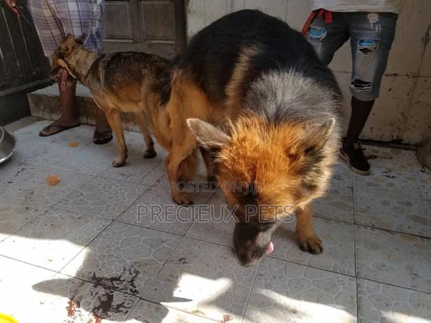 Alpha Male GSD Available for Stud Services · Photo 4