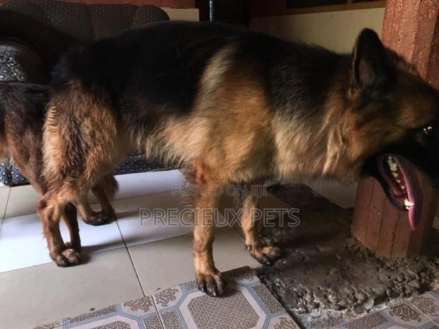Alpha Male GSD Available for Stud Services · Photo 3