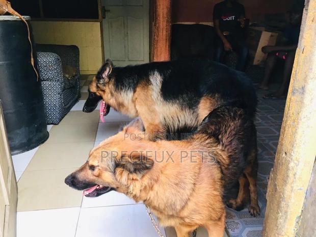 Alpha Male GSD Available for Stud Services · Photo 5