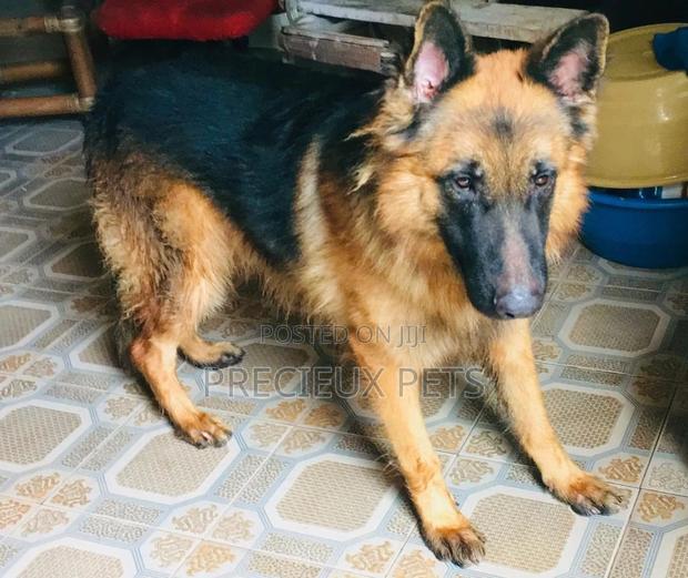 Alpha Male GSD Available for Stud Services · Photo 1