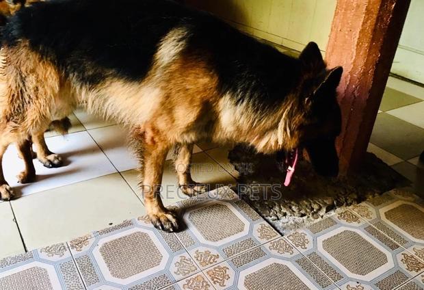 Alpha Male GSD Available for Stud Services · Photo 2