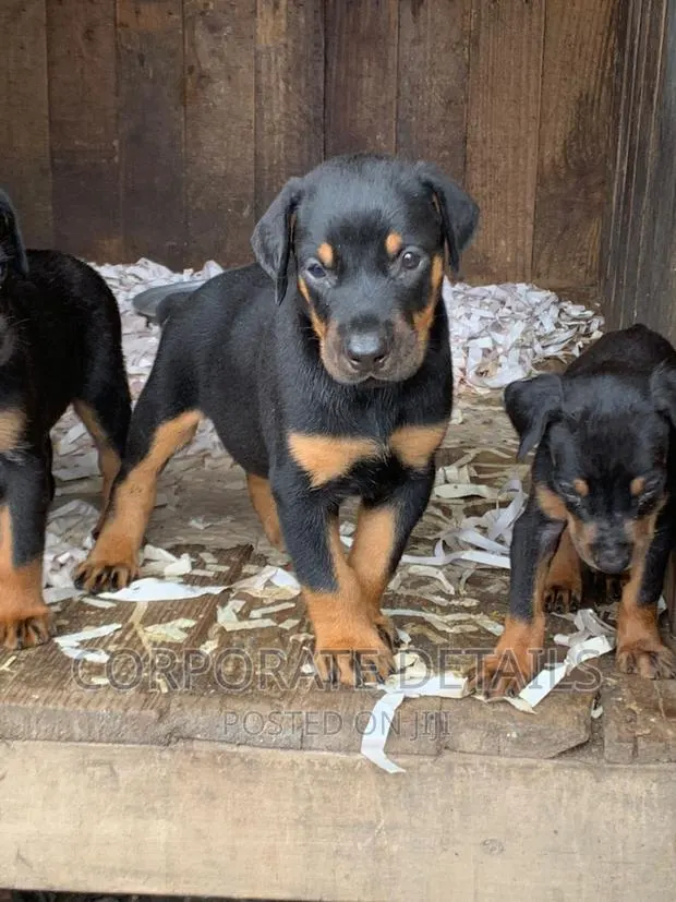 1-3 months Male Purebred Doberman Pinscher · Photo 1