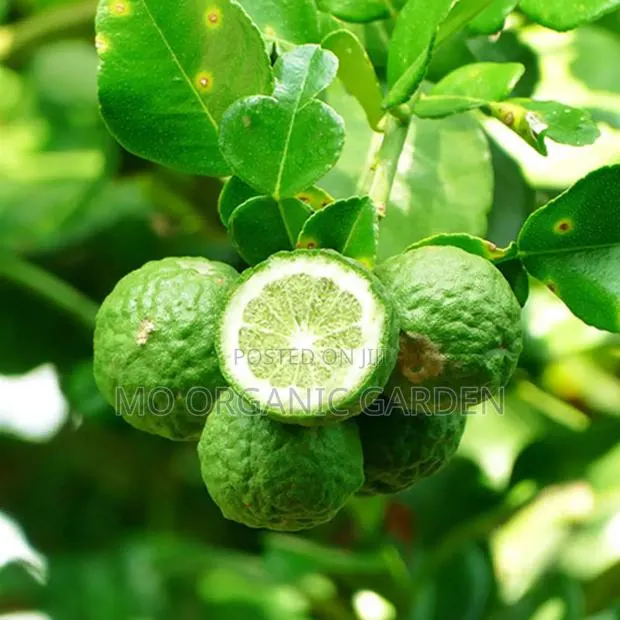 Kaffir Lime Seedling/Plant · Photo 1