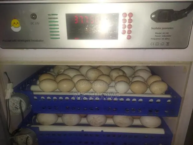 Fertile Pekin Duck Eggs · Photo 1