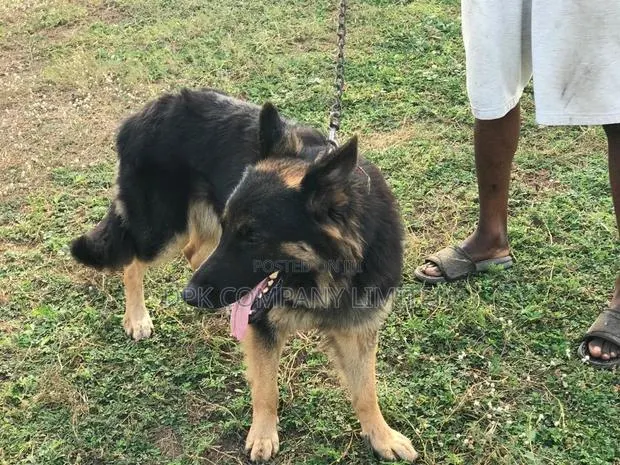 1+ year Male Purebred German Shepherd · Photo 2
