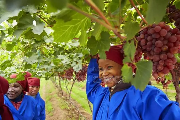 Jumbo Hybrid Grapes · Photo 2
