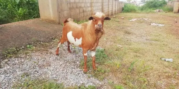Healthy African Giant Goat Forsale · Photo 1