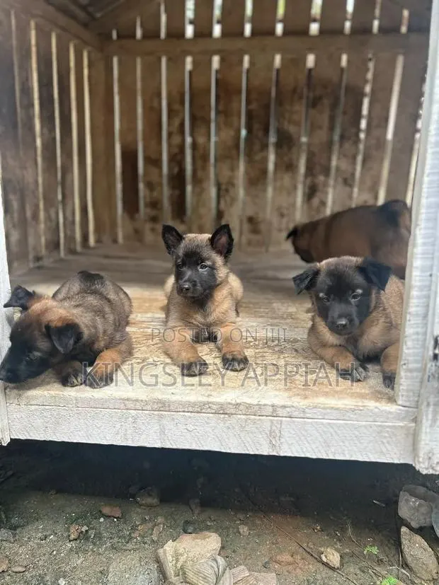 1-3 months Male Purebred Belgian Malinois · Photo 1