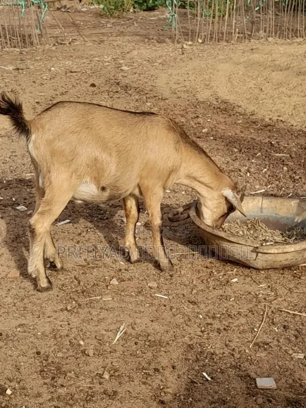 Healthy Female Goats · Photo 1