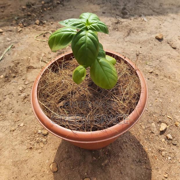 Potted Vegetable · Photo 2
