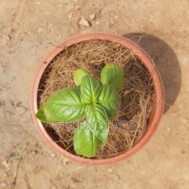 Potted Vegetable · Photo 3