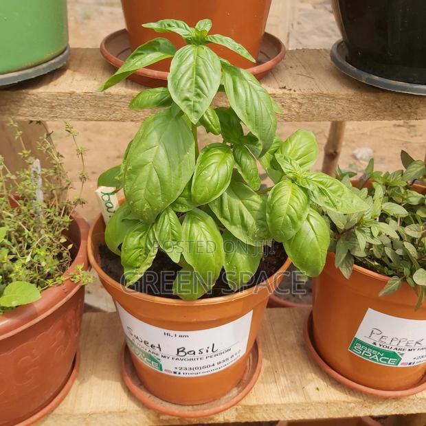 Potted Vegetable · Photo 1