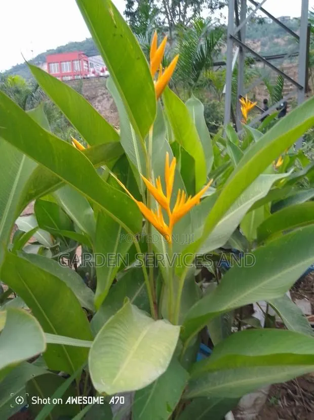 Heliconia for Sale · Photo 3