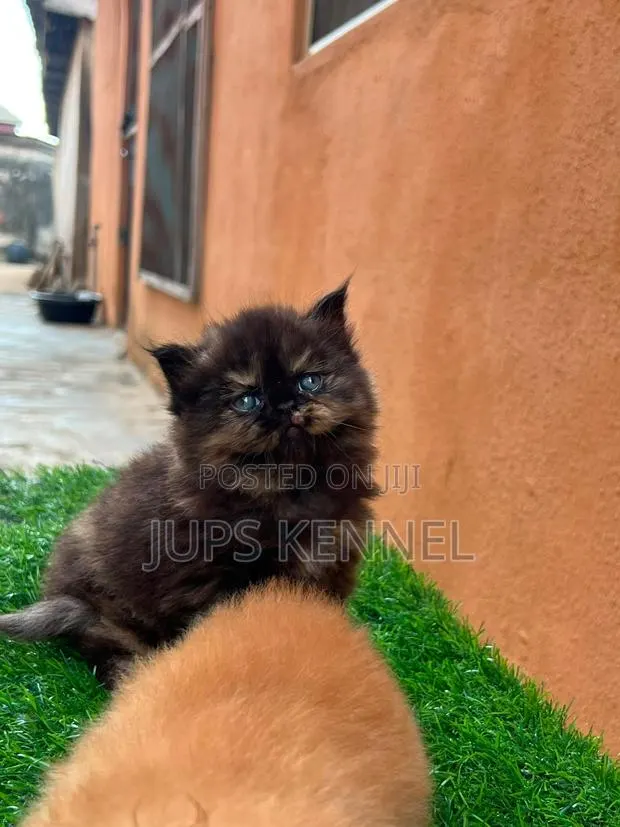 1-3 months Female Purebred Persian · Photo 1