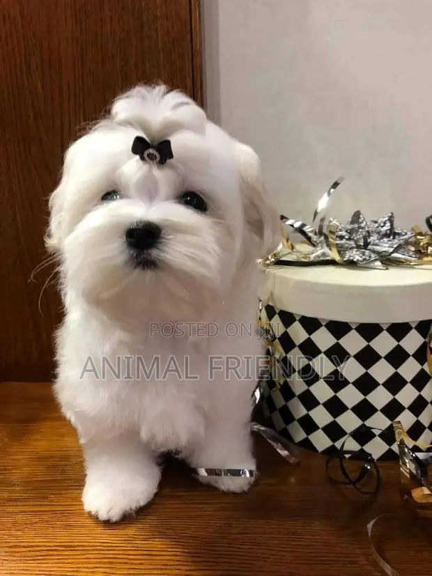 1-3 months Female Purebred Poodle · Photo 1
