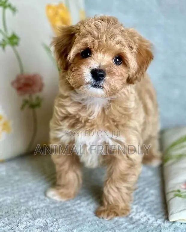 1-3 months Male Purebred Poodle · Photo 1