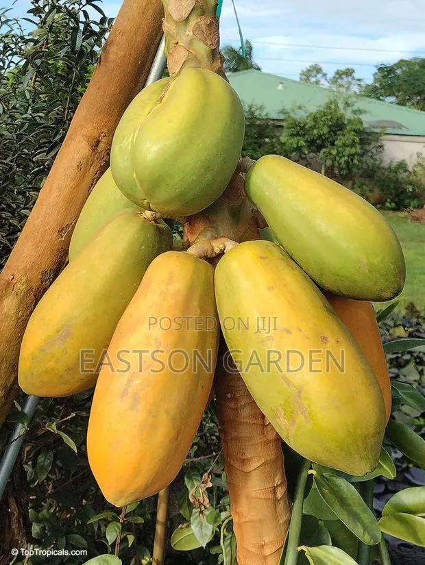 Yellow Exotic Pawpaw Seedlings · Photo 2