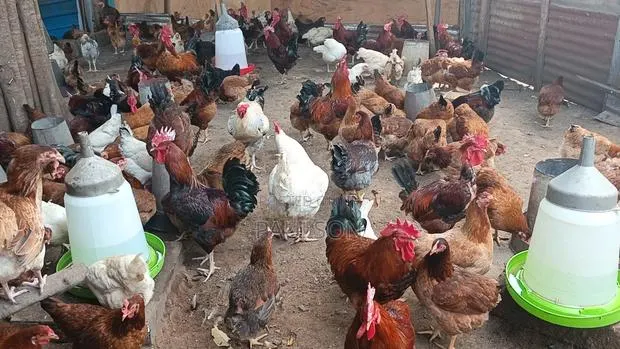 Fulani Giant Local Males Fowls · Photo 1