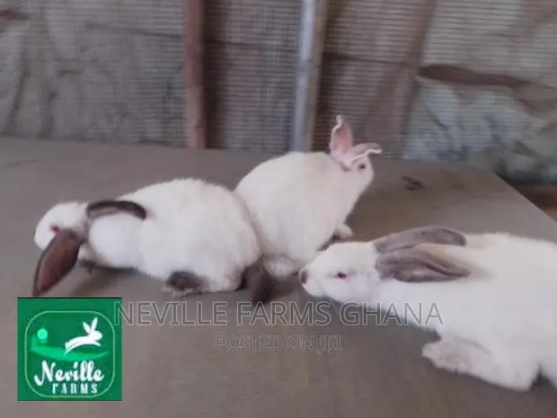Well Nurtured Rabbits for Meat and Breeding · Photo 1