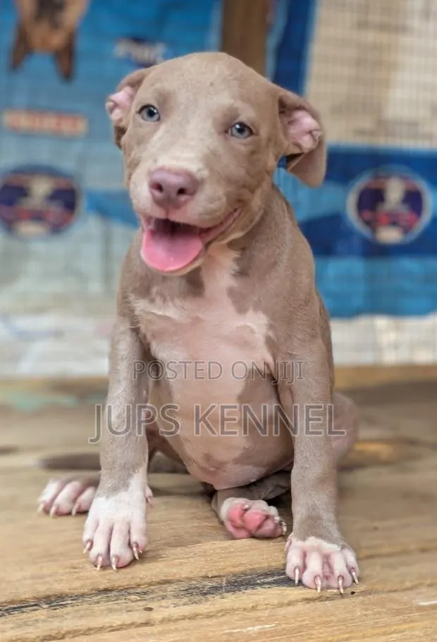 1-3 months Female Purebred American Pit Bull Terrier · Photo 1