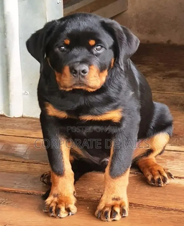 1-3 months Male Purebred Rottweiler · Photo 1