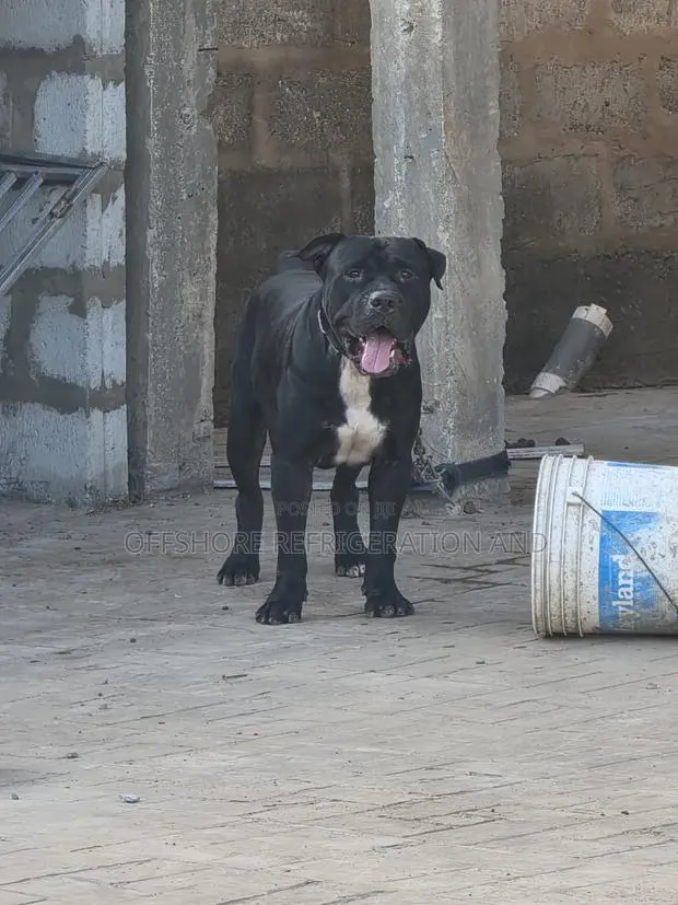 1+ year Male Mixed Breed American Pit Bull Terrier · Photo 1