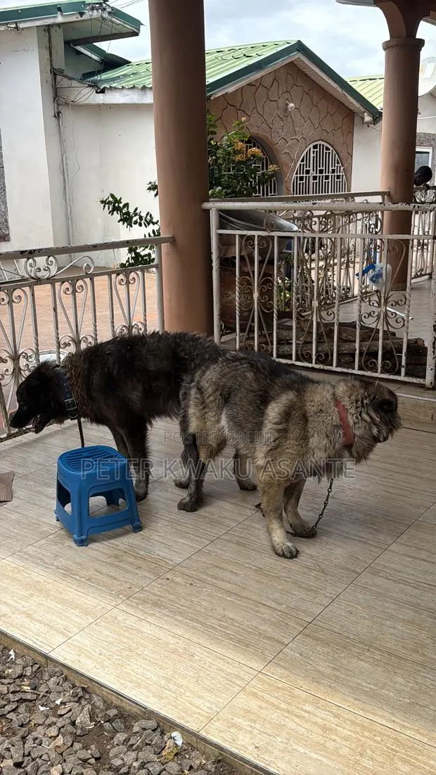 1+ year Male Purebred Caucasian Shepherd · Photo 3