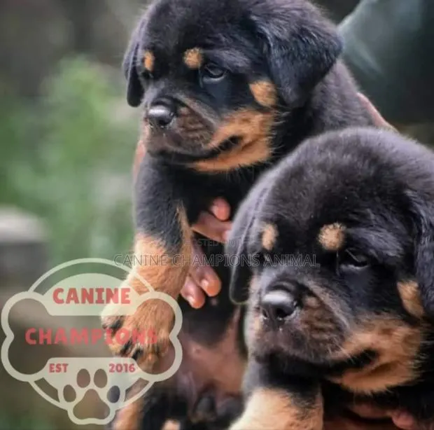 1-3 months Female Purebred Rottweiler · Photo 1