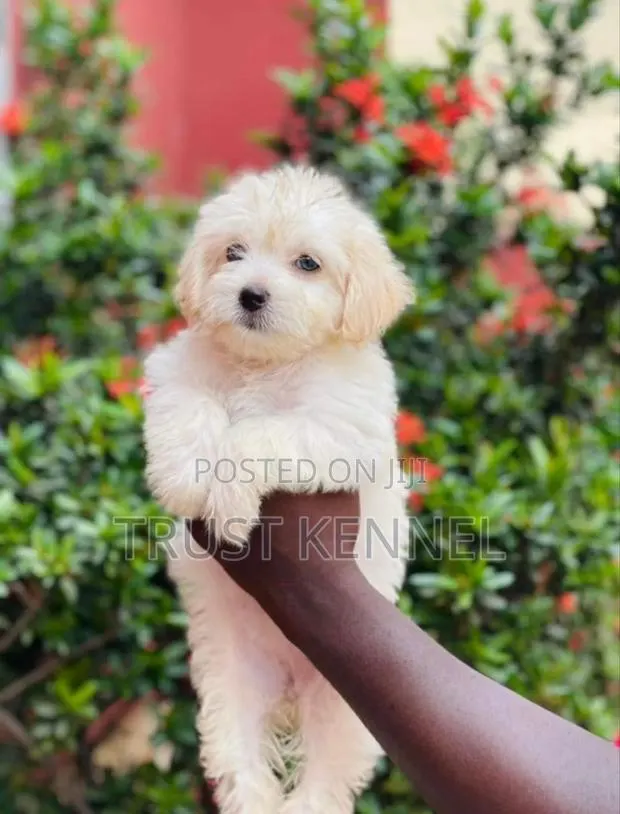 1-3 months Female Purebred Maltese · Photo 1