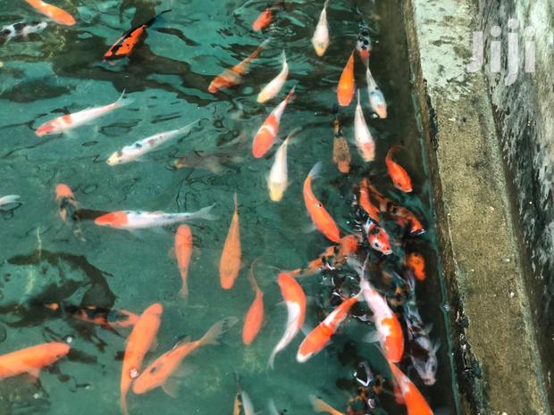 Kois Carps · Photo 1