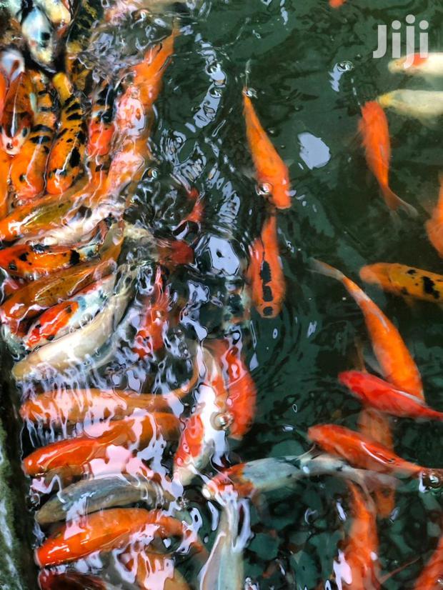 Kois Carps · Photo 2