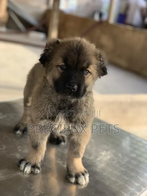 3-6 months Female Purebred Caucasian Shepherd · Photo 1