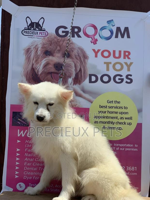 Adult Male Purebred American Eskimo · Photo 6