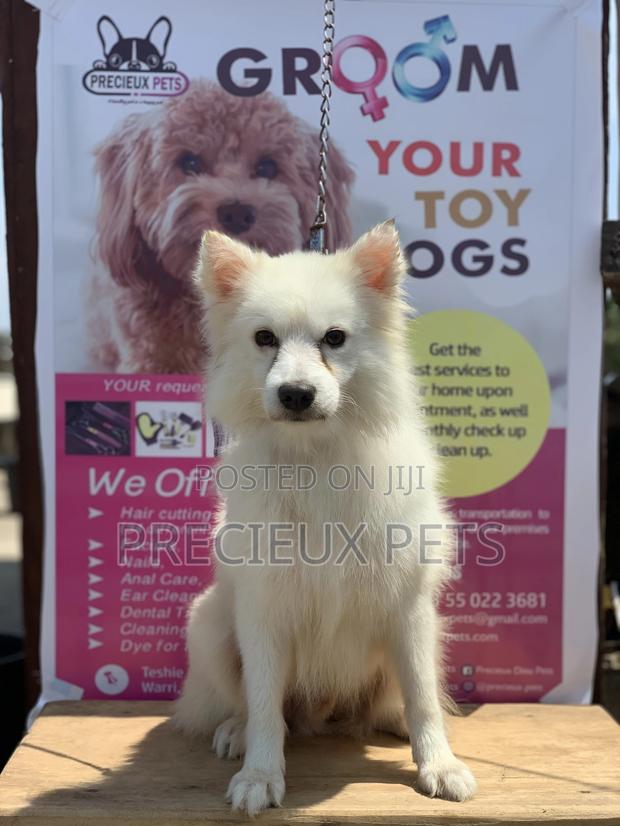 Adult Male Purebred American Eskimo · Photo 8