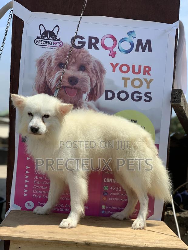 Adult Male Purebred American Eskimo · Photo 7
