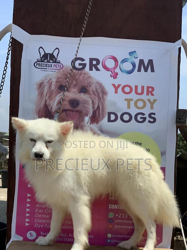 Adult Male Purebred American Eskimo · Photo 5