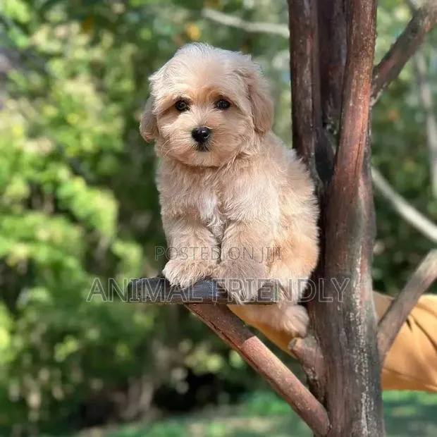 1-3 months Male Purebred Poodle · Photo 1