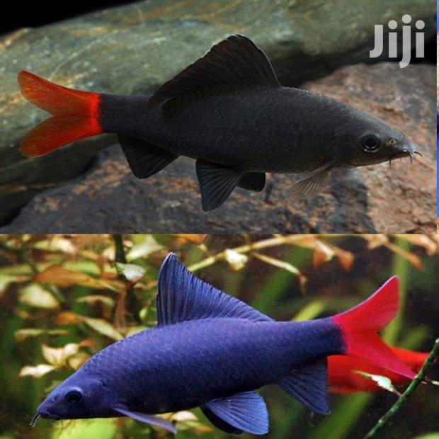 Red Tail Shark · Photo 1