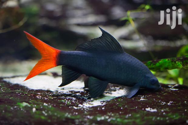 Red Tail Shark · Photo 2