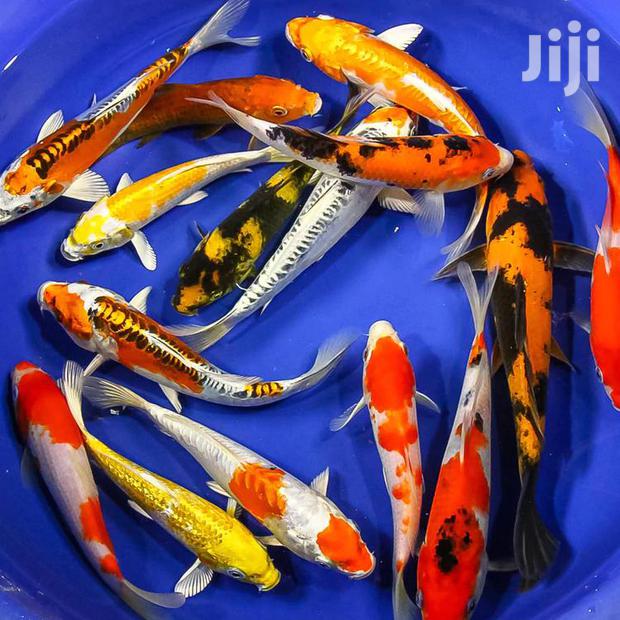 Koi Fishes · Photo 1