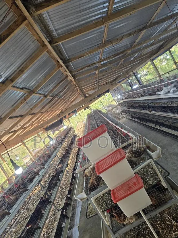 H-Type Battery Cage With Waste Tray · Photo 1