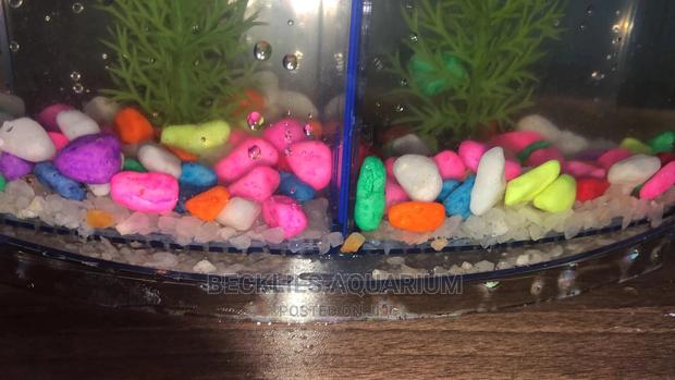 2 in 1 Betta Fish Tank · Photo 2