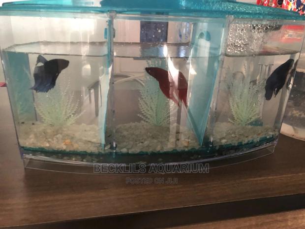 2 in 1 Betta Fish Tank · Photo 6