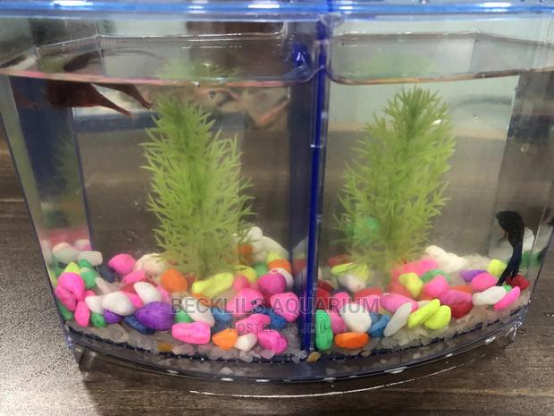 2 in 1 Betta Fish Tank · Photo 3