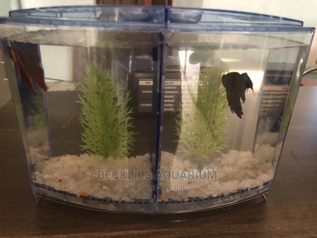 2 in 1 Betta Fish Tank · Photo 4