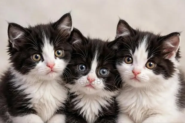 1-3 months Female Mixed Breed Cat · Photo 1