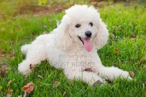 1-3 months Male Purebred Poodle · Photo 1