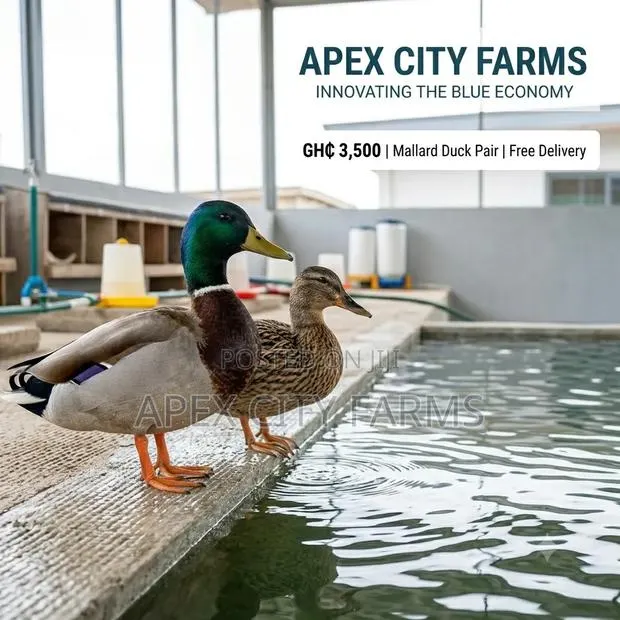 Mallard Duck Pair in Ghana free Delivery · Photo 2