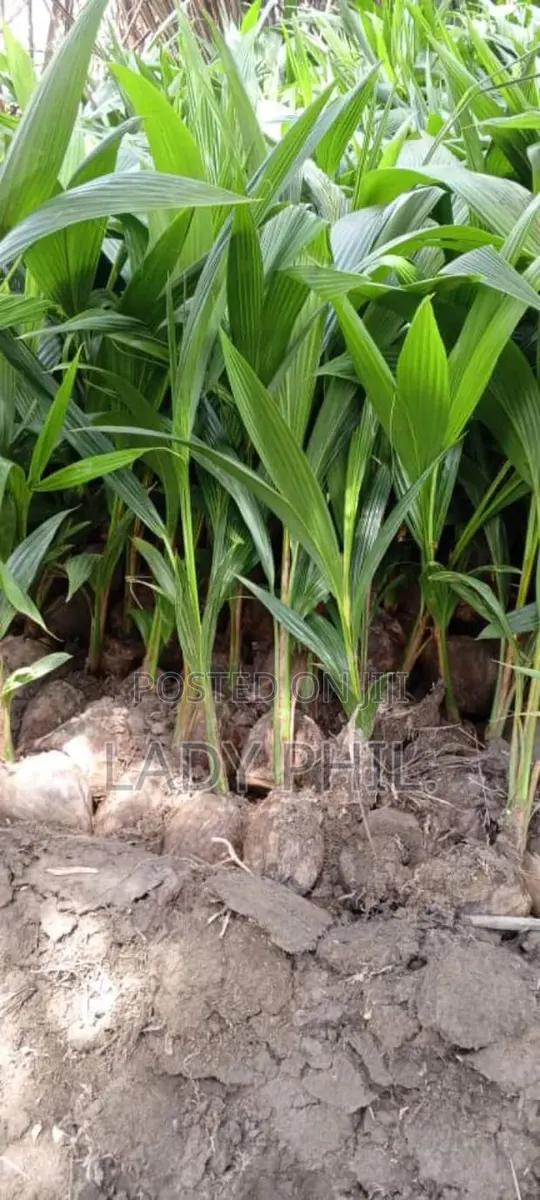 Quality Malaysian N Malayan Dwarf N Hybrid Coconut Seedlings · Photo 1